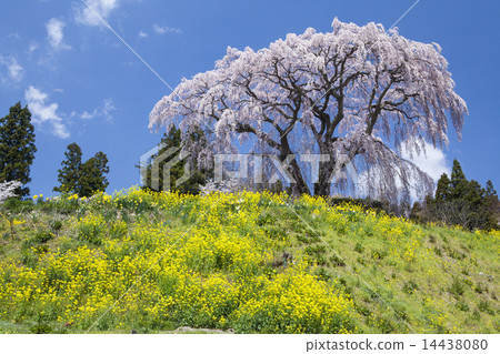 Cherry blossoms and rape blossoms 14438080