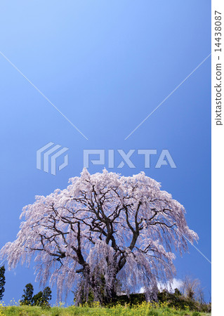 櫻花和油菜花 櫻花和油菜花 14438087