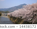 Cherry blossoms in Kyoto · Takano River 14438172