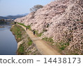 Cherry blossoms in Kamogawa 14438173