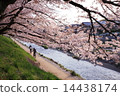 Cherry blossoms in Kamogawa 14438174