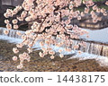 Cherry blossoms in Kamogawa 14438175