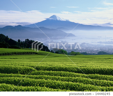 Tea and Mt. Fuji Tea and Mt. Fuji 14440245