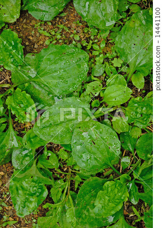 Pleasant young leaves 14441100