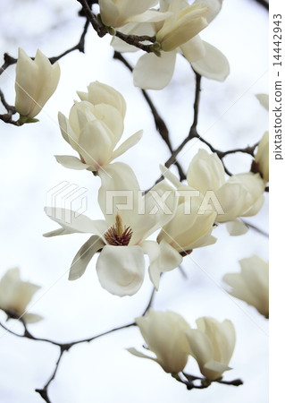 Haku Mokuren who bloomed in the forest 14442943