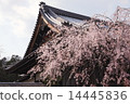 Cherry blossoms at Myomonji in Kyoto 14445836