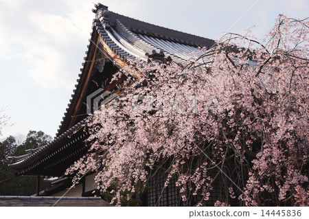 Cherry blossoms at Myomonji in Kyoto 14445836