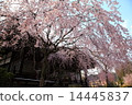 Cherry blossoms at Myomonji in Kyoto 14445837