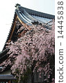 Cherry blossoms at Myomonji in Kyoto 14445838