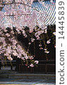 Cherry blossoms at Myomonji in Kyoto 14445839