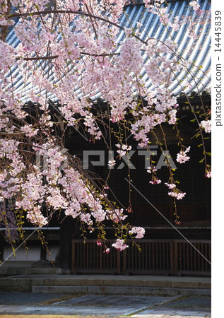 Cherry blossoms at Myomonji in Kyoto 14445839