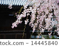 Cherry blossoms at Myomonji in Kyoto 14445840