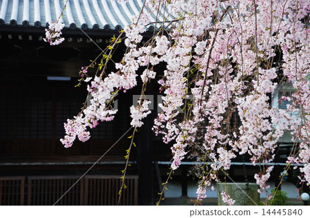 Cherry blossoms at Myomonji in Kyoto Cherry blossoms at Myomonji in Kyoto 14445840