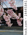 Cherry blossoms at Myomonji in Kyoto 14445841