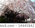 Cherry blossoms at Myomonji in Kyoto 14445842