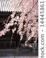 Cherry blossoms at Myomonji in Kyoto 14445861