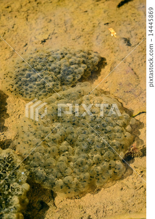 日本紅蛙蛋 日本紅蛙蛋 14445869