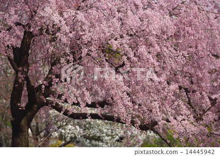 櫻花盛開！ 14445942