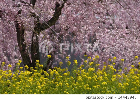 春節盛宴 14445943