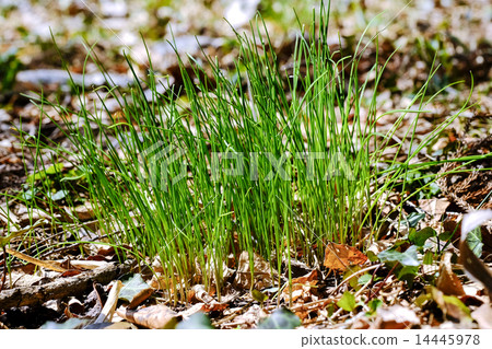 Nobiru金釵 14445978