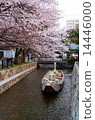 Cherry blossoms in Kyoto · Takase River and Takase 14446000