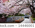 Cherry blossoms in Kyoto · Takase River and Takase 14446001