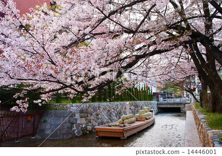 Cherry Blossoms In Kyoto Takase River And Takase Stock Photo