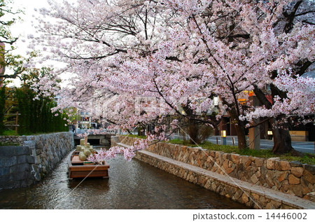 Cherry blossoms in Kyoto · Takase River and Takase 14446002