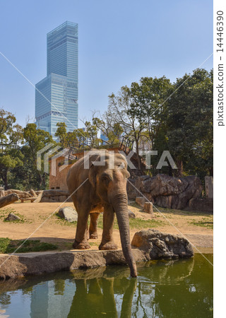 大阪天王寺動物園大象和Apen no Harukasu 大阪天王寺動物園大象和Apen no Harukasu 14446390