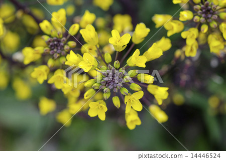 Coffee Thai flower pick Coffee Thai flower pick 14446524