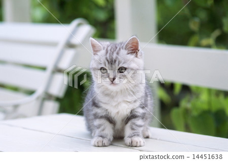 Cute kittens 14451638