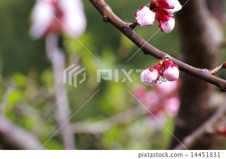 杏的萌芽 14451831