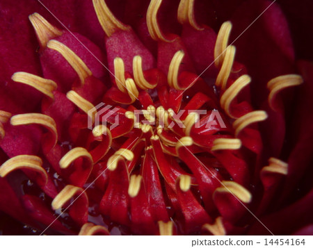 Water lily 14454164