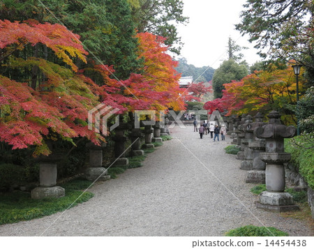 Entrance of Noshi-ji Temple, colored with autumn leaves 14454438