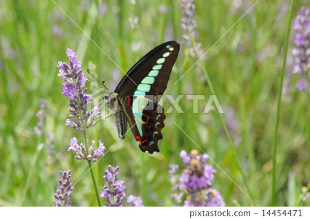 Butterfly and lavender fields 14454471
