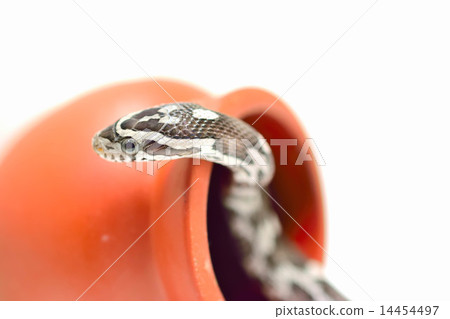 Corn Snake (Annalistic) Walk 14454497