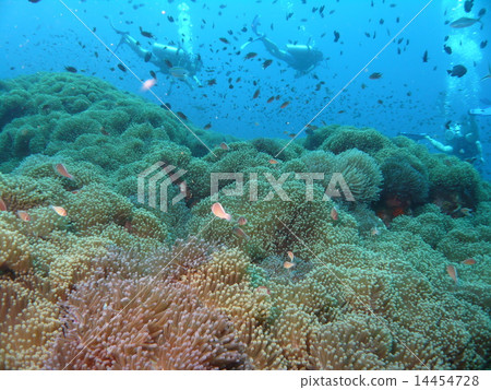 大量的海葵和大量的海葵 14454728