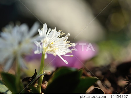 Yakushima Yoshina Hakama 14454867