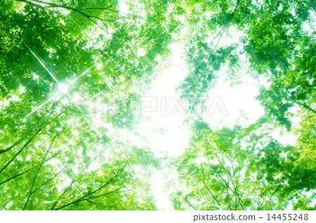 Fresh green zelkova forest 14455248
