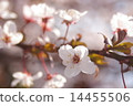 櫻桃樹 14455506