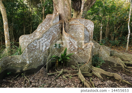 Iriomote island Japan's largest saximasu tree 14455653