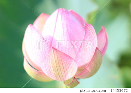蓮花 14455672