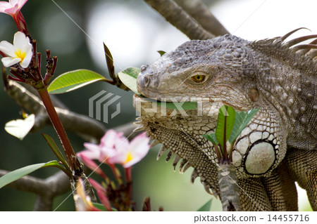 iguana lizard eating flower iguana lizard eating flower 14455716