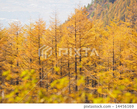Yellow leaves of larch Yellow leaves of larch 14456169
