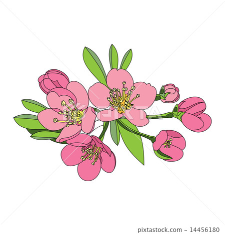 flowers fruit tree - apple, cherry or apr flowers fruit tree - apple, cherry or apr 14456180