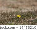 A sign of spring 14456210