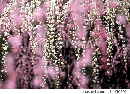 Meihana fragrant 14456292