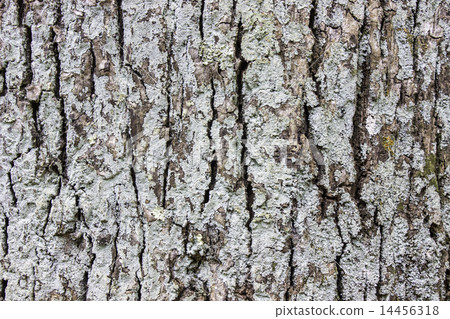 Tree bark texture Tree bark texture 14456318