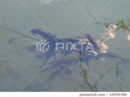 Spawning of Black salamanders Spawning of Black salamanders 14456498