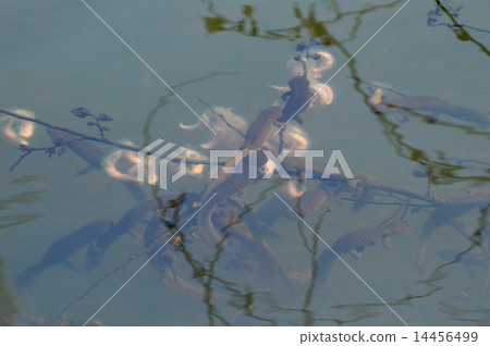 Spawning of Black salamanders Spawning of Black salamanders 14456499